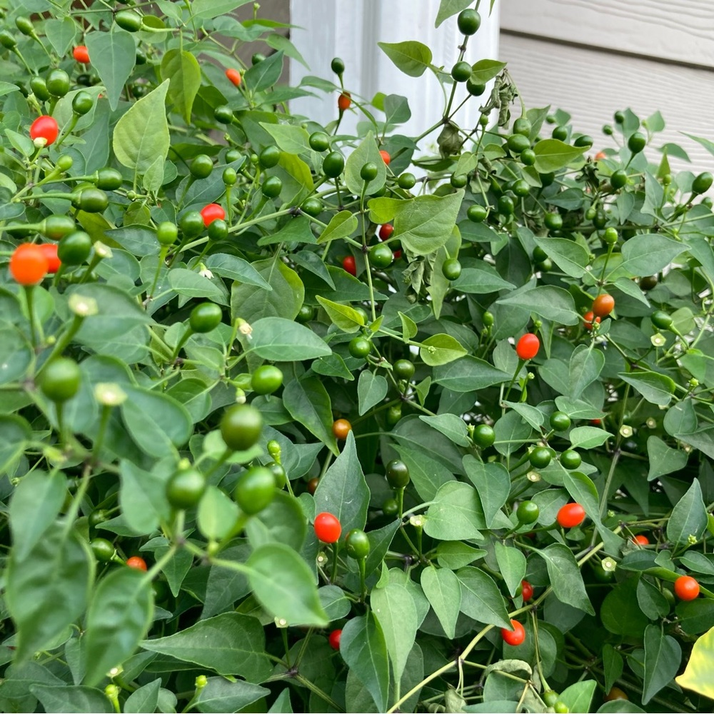 50 Seeds Chiltepin Birds Eye Bird Pepper Wild Chili Heirloom Pepper Seeds - Picture 7 of 8